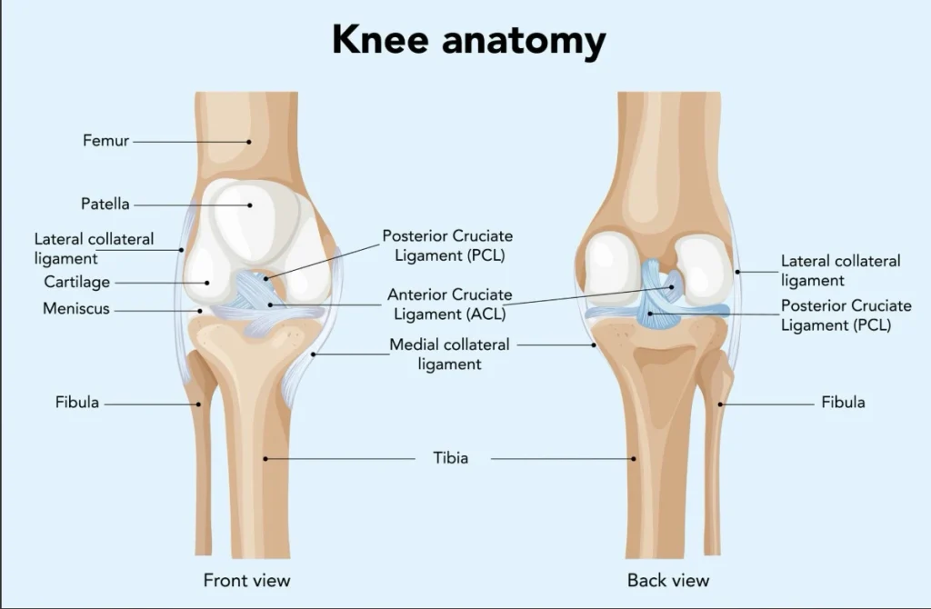 ACL Anatomy Expert Orthopaedic Care in Vadodara | Ortho Care Hospital